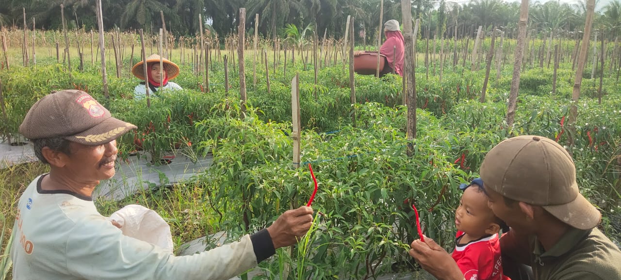 LDII Melawi Dorong Petani Gunakan Pupuk Hayati, Hasil Panen Meningkat dan Biaya Produksi Turun