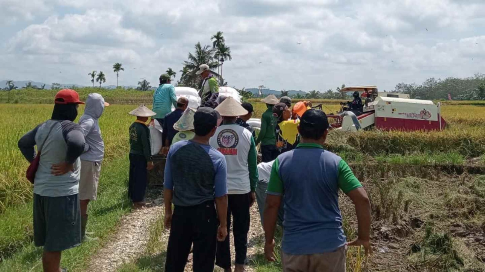 LDII Dharmasraya Gotong Royong Panen Padi, Dukung Ketahanan Pangan Nasional